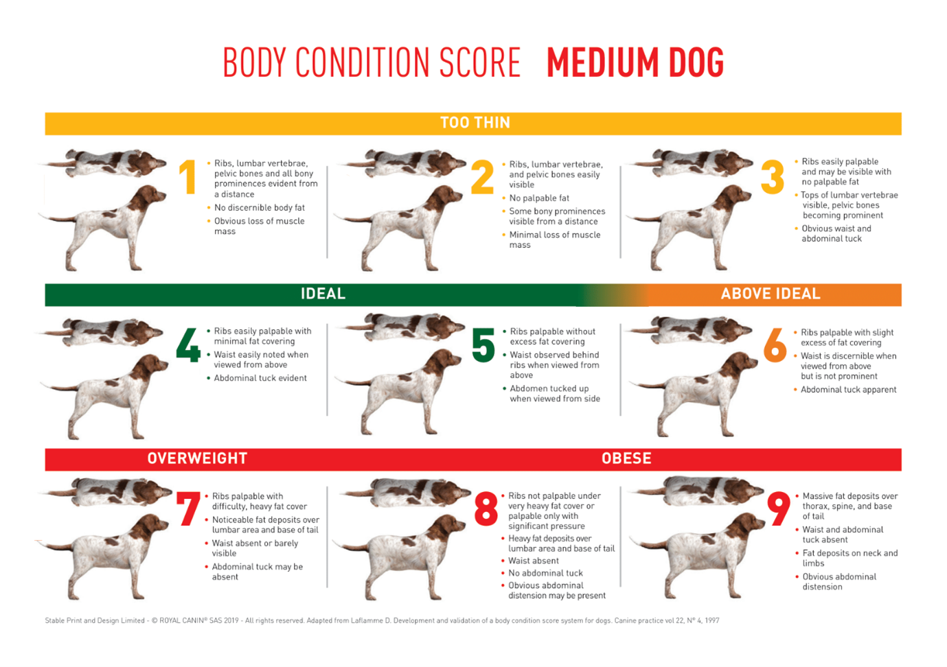Body Condition Score chart for dogs